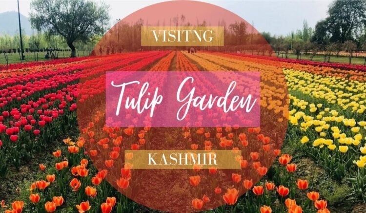 Tulip Garden Kashmir