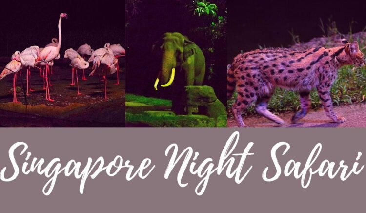 Things to know about Night Safari Singapore